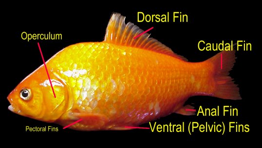Choose the symptom location on the fish below. 